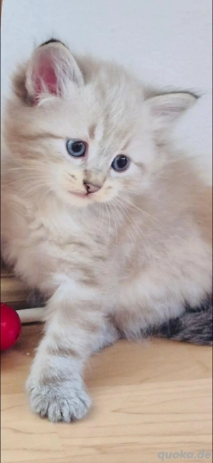 Sibirische Wald und Neva MasguaradeKitten von Welt und Internationsle Chempinon mit Stammbaum