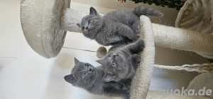 Bkh katzen babys