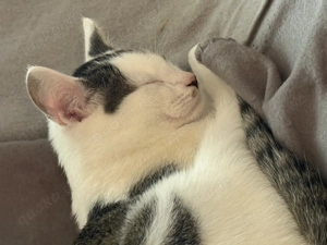 Kitten sucht neues Zuhause 