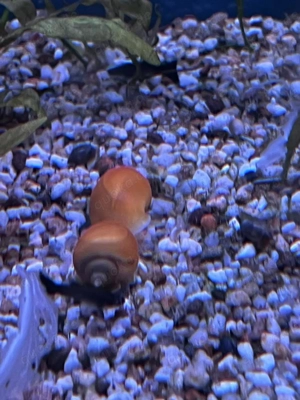 gelbe Schnecken Bild 2