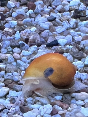 gelbe Schnecken Bild 4