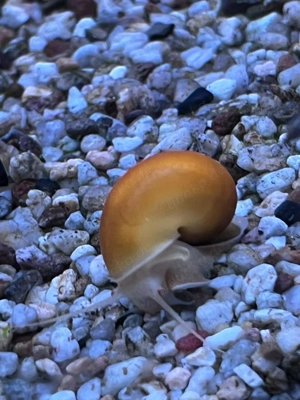 gelbe Schnecken Bild 3