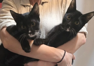 Nasuc und Ochisor - entzückende Katzenbrüder