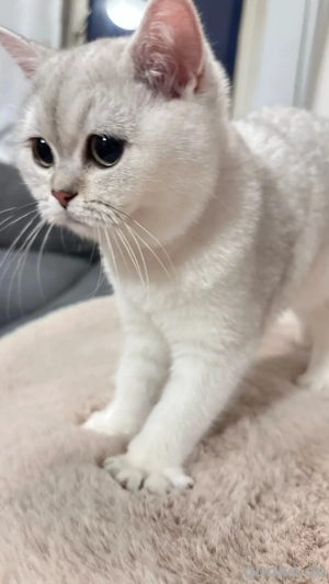 BKH reinrassige mit stammbaum  Bild 3