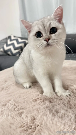 BKH reinrassige mit stammbaum  Bild 2