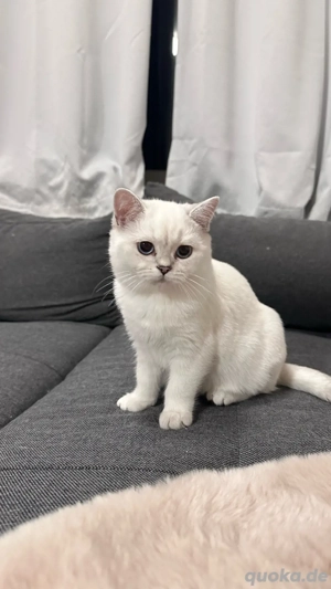 BKH reinrassige mit stammbaum  Bild 4