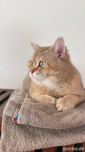 BKH reinrassige mit stammbaum  Bild 5