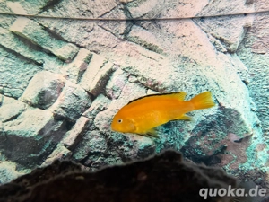 Kuckuckswelse, Borleyi und Yellows Bild 3