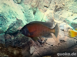 Kuckuckswelse, Borleyi und Yellows