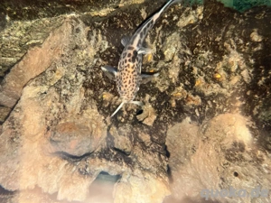 Kuckuckswelse, Borleyi und Yellows Bild 2