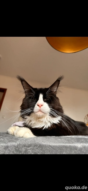 Maine Coon Deckkater o.P Bild 3