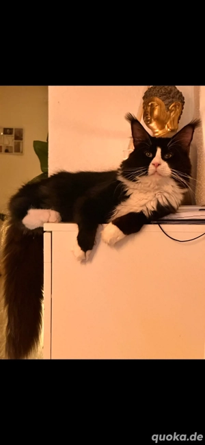 Maine Coon Deckkater o.P Bild 5