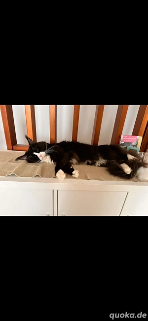 Maine Coon Deckkater o.P Bild 4