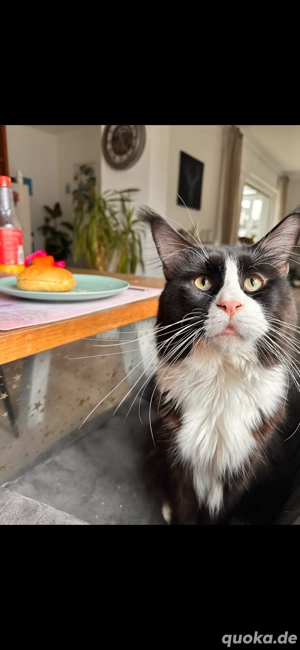Maine Coon Deckkater o.P Bild 2