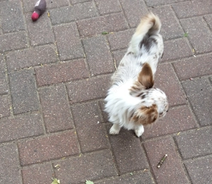 Chihuahua Deckrüde kein Verkauf  Bild 2