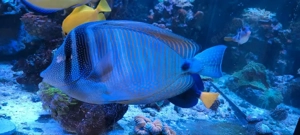 Indischer Segelflossendoktor   Zebrasoma desjardinii Adult Bild 3