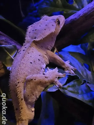 Terrarium mit Kronengecko 1.0.0 