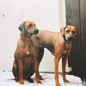 wir suchen ein schönes Zuhause zusammen  Bild 3