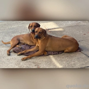 wir suchen ein schönes Zuhause zusammen  Bild 4