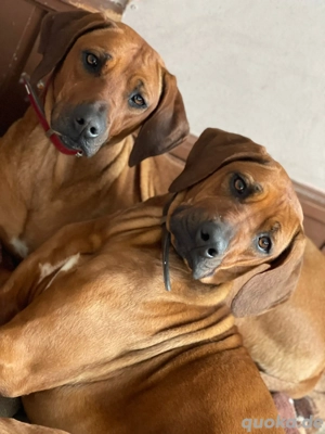 wir suchen ein schönes Zuhause zusammen  Bild 2