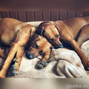 wir suchen ein schönes Zuhause zusammen 