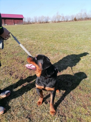 Rottweiler Rüde 