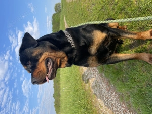 Rottweiler Rüde in gute Hände abzugeben