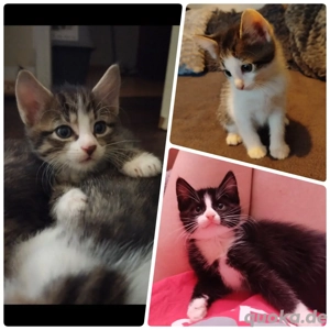 Zuckersüße Kitten suchen Zuhause (EKH Bengal Mischling))