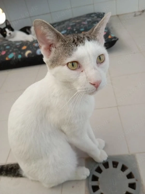 Andaluz sucht sein Zuhause