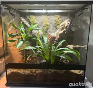 Exo Terra Terrarium 60x45x60 inkl. Kronengecko (Lillywhite Whitewall)
