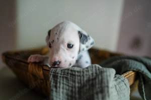 Dalmatiner Welpen Vorpommern-Greifswald