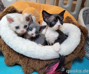 Devon Rex Kitten reinrassig 