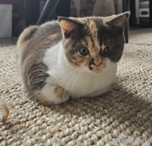 Britisch Kurzhaar Kitte mit Stammbaum aus liebevoller Zucht