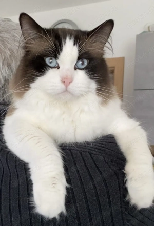 Reinrassiger Ragdoll Deckkater mit Stammbaum  Bild 8