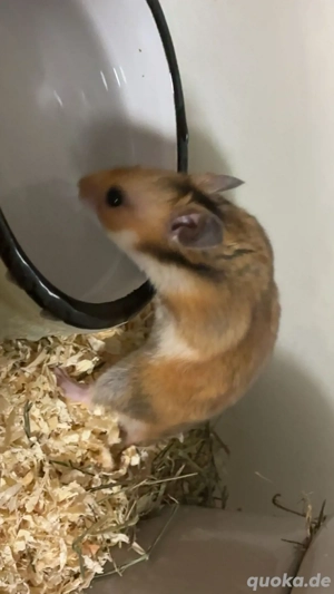hamster abzugeben 