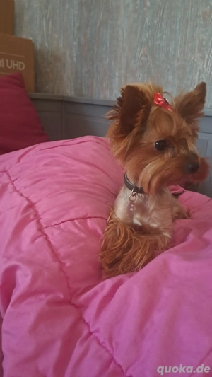 mini Yorkshire Terrier Hündin 