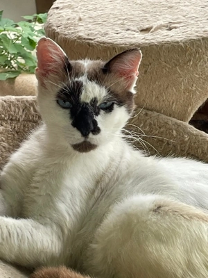 Monty   ein sanfter Kater mit großem Herzen sucht sein Zuhause