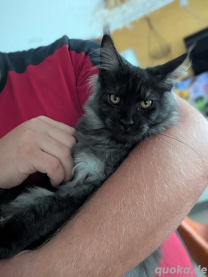 Maine Coon Kitten mit Stammbaum, vollständig geimpft & top sozialisiert