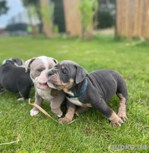 Old Englische Bulldogge 