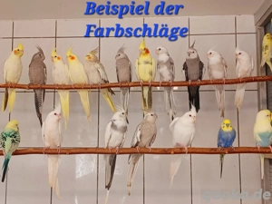 ganzjährig Nymphensittiche abzugeben 