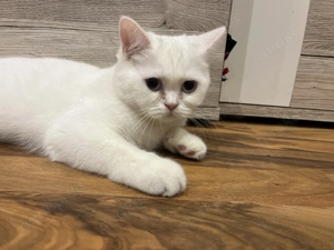 Kätzchen British Kurzhaar