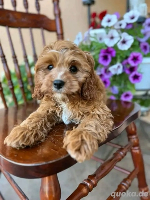 Maltipoo sucht neues Zuhause. Kontakt per WhatsApp: 15753187466