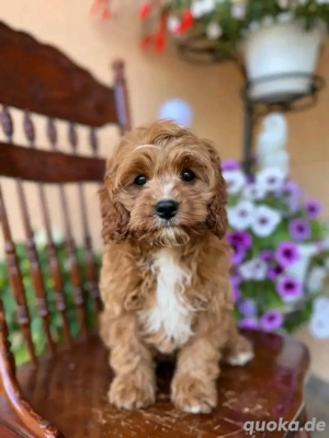 Pudel sucht neues Zuhause. Kontakt per WhatsApp: 15753187466