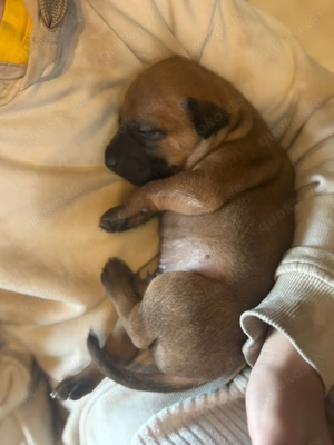 3 Phu Quoc Dog Welpen 