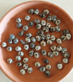 Extatosoma tiaratum (Austral.Gespenstschr.) EIER (Phasmiden) 