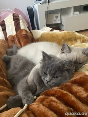 Wunderschöne Katze sucht ein liebevolles Zuhause  Bild 4