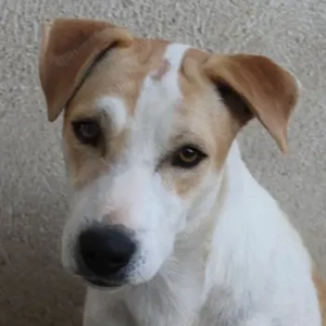 Pazzo, geb. ca. 06 2024, lebt in GRIECHENLAND, im städt. Tierheim Serres