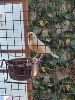 Kanarienvögel abzugeben. Etwa 1 Jahr alt