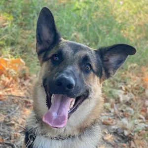 Dias, geb. ca. 09 2024, lebt in GRIECHENLAND, auf einer privaten Pflegestelle 