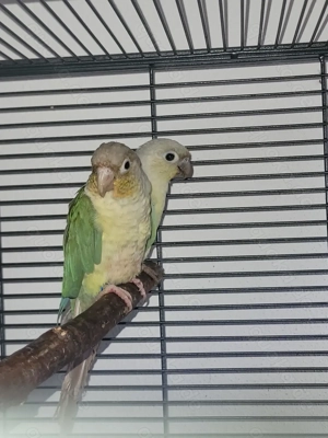 Grünwangenrotschwanzsittiche Abzugeben 